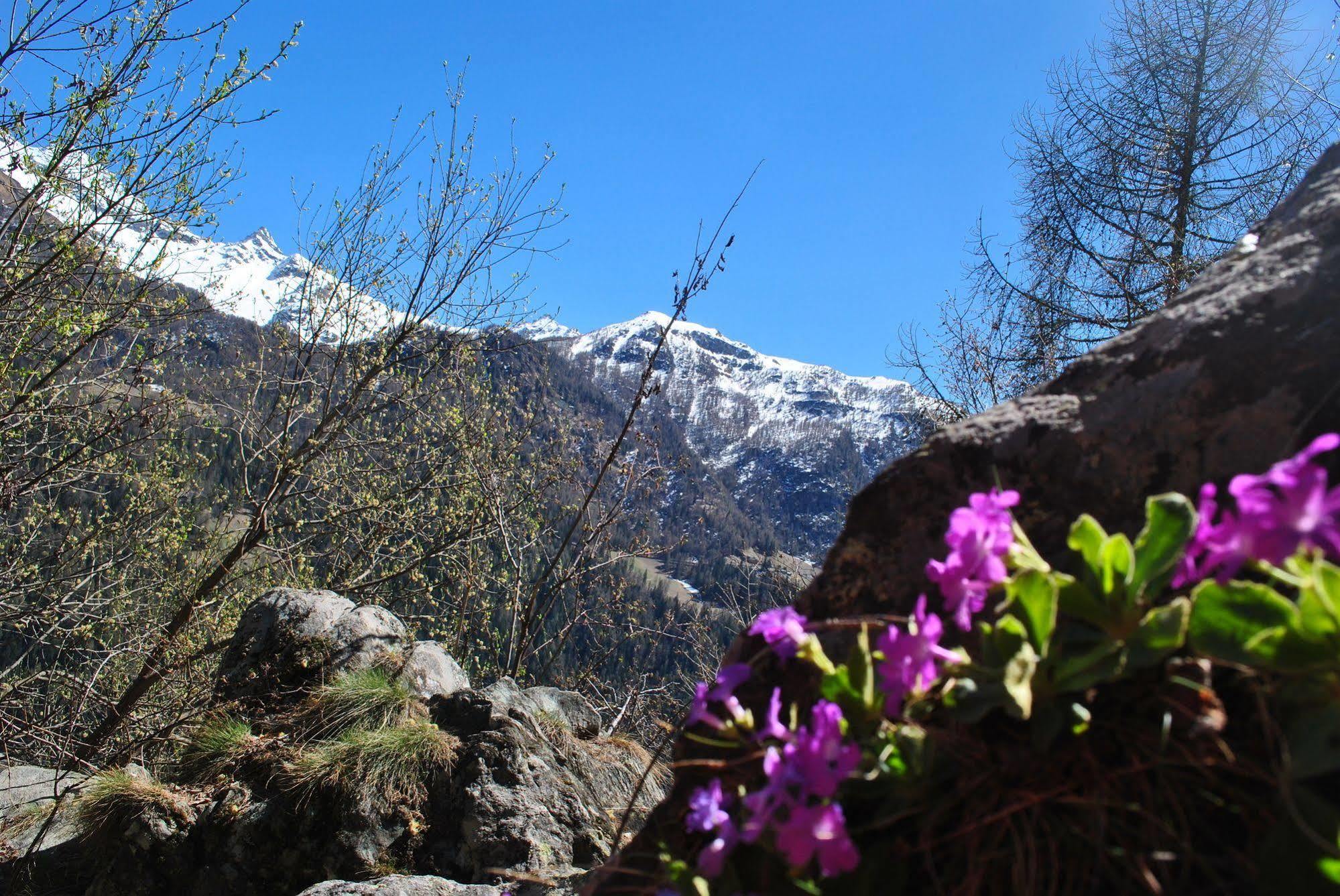 Millefiori- Alpine Event 2*